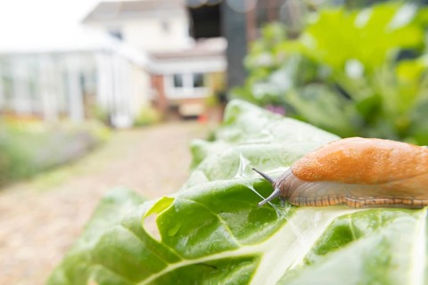 Red slug