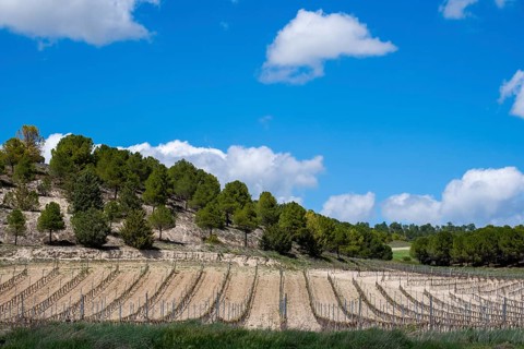 Vineyard in spring in the Ribera del Duero appellation area in the province of Valladolid in Spain