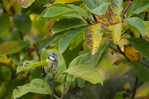 Blue tit