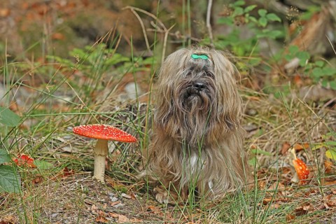 Lhasa Apso sits next to toadstool