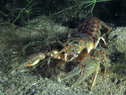 Crayfish