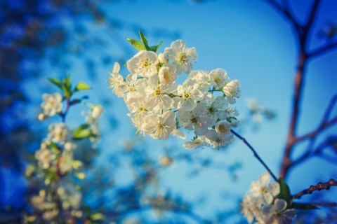 Little cherry tree flowers on branch instagram style