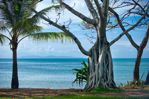 Strangler fig