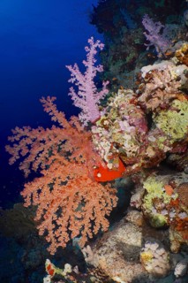 Pink and orange Hemprich's tree coral