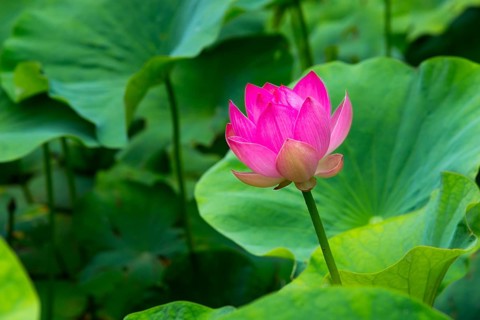 Lotus blossom