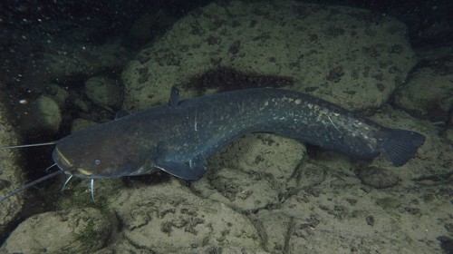 Catfish