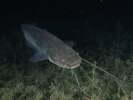 Catfish
