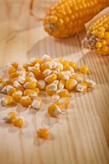 Corn and ears of corn on a wooden table