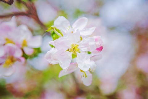 Little flover of apple tree instagram style