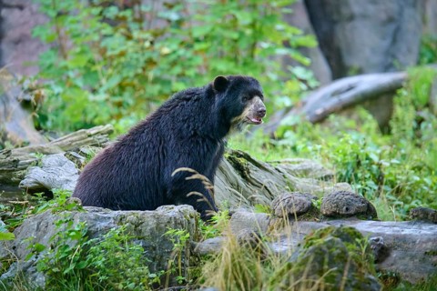 Spectacled bear