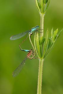 Common blue damselfly