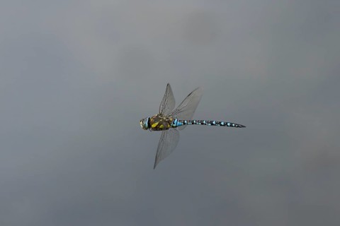 Migrant hawker