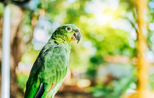 Portrait of beautiful and colorful yellow-naped parrot outdoors. Beautiful yellow-necked green parrot