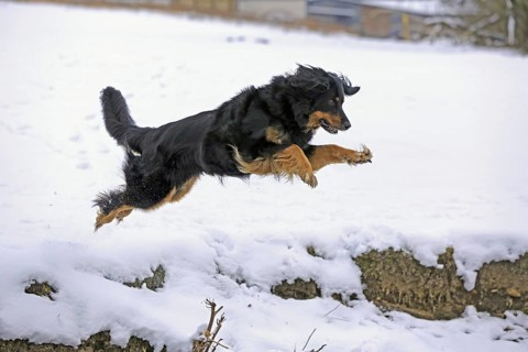 Hovawart in the snow