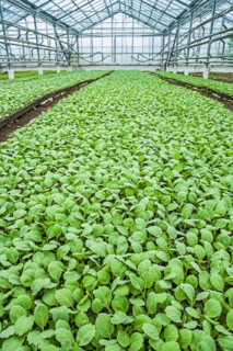 Cabbage seedlings in the greenhouse