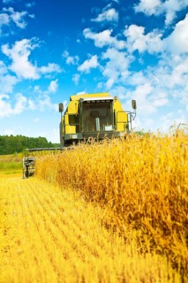Combine harvester at work