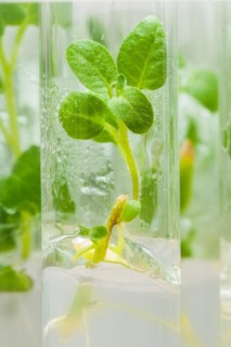 Macro image of a potato plant in a laboratory tube with culture medium