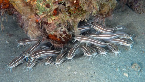 Group