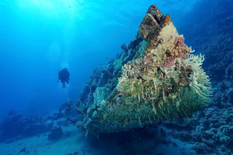 Coral-covered wreck of sailing boat