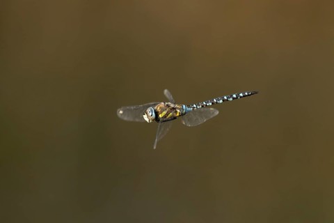 Migrant hawker