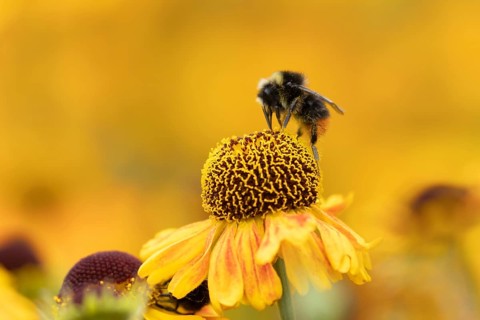 Red-tailed bumble bee