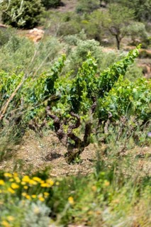 Experience stunning vineyard landscapes in the Priorat wine region