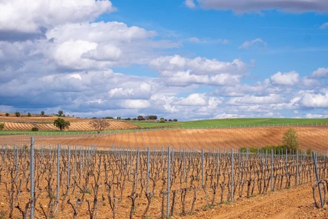 Landscape with vineyards in spring in the designation of origin area of Ribera del Duero wines in Spain