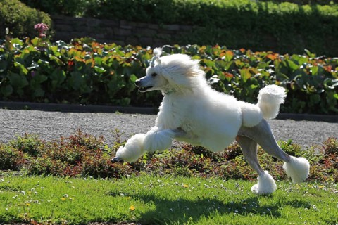 Large poodle