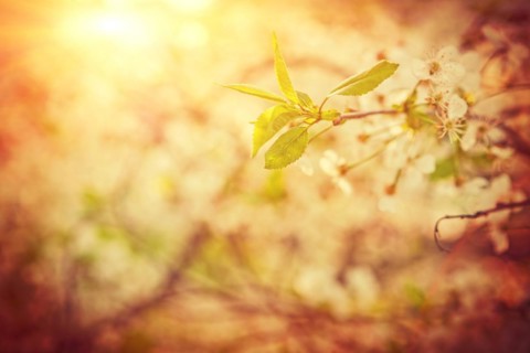 Blossoming cherry tree on blurred foggy sunny background with sun