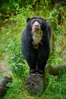 Spectacled bear