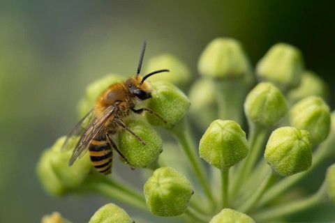 Ivy bee
