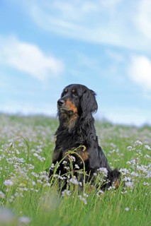 Hovawart sitting in meadow