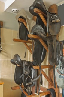 Horse without saddle