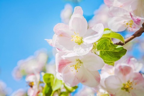 Very close up view of small branch of blossoming apple tree with sky background instagram style