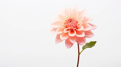 A single pale pink flower exudes elegance and simplicity against a white backdrop Ai generated