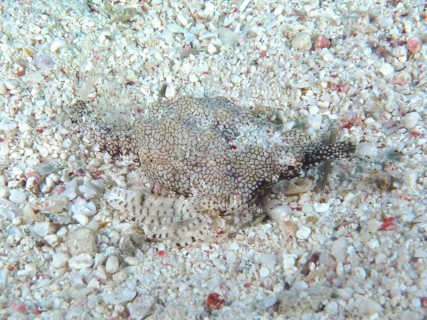 Little dragonfish
