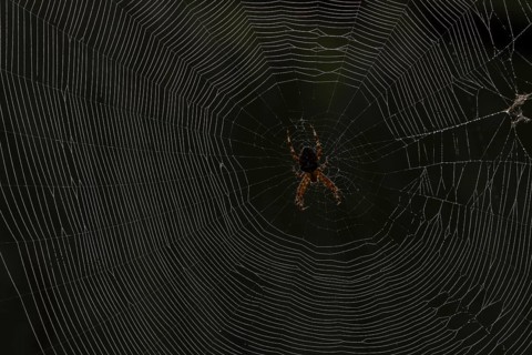 European garden spider