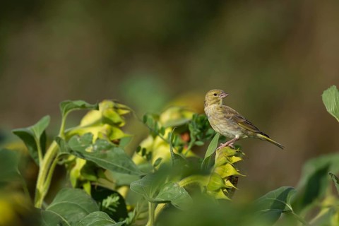 Greenfinch
