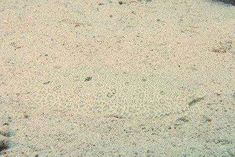 Well camouflaged finless sole