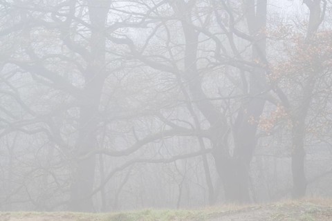 English oaks