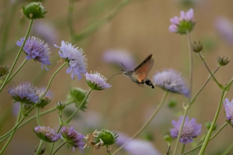 Hummingbird hawk-moth