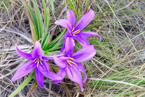 Flor Canela de Ema