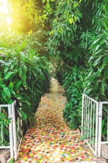 Beautiful concrete path in a home garden surrounded by plants