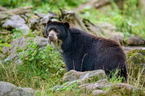 Spectacled bear