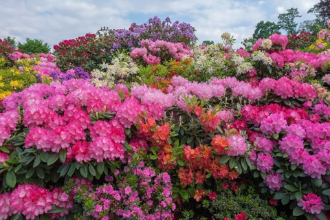 Rhododendron and azalea blossom