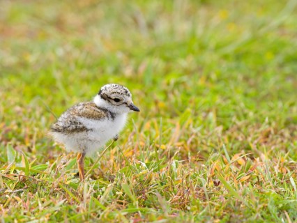 Ringed Plover