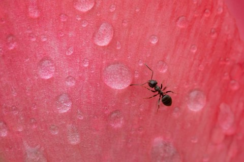 Black garden ant