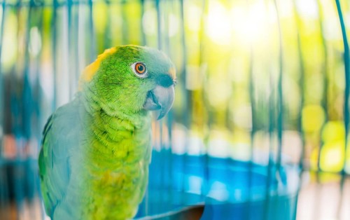 Portrait of beautiful green-winged parrot with yellow nape. Close up of a beautiful green parrot