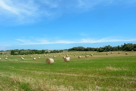 Stacks of straw