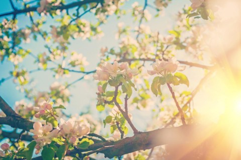 Blossoming apple tree instagram style